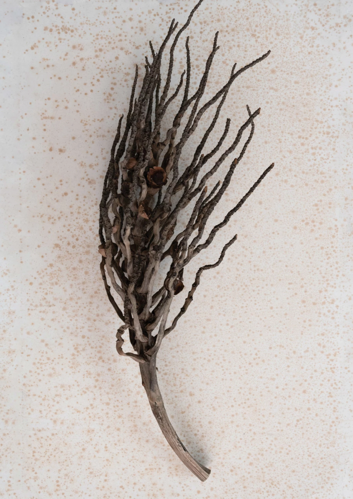 DRIED NATURAL COCONUT PALM BRANCH