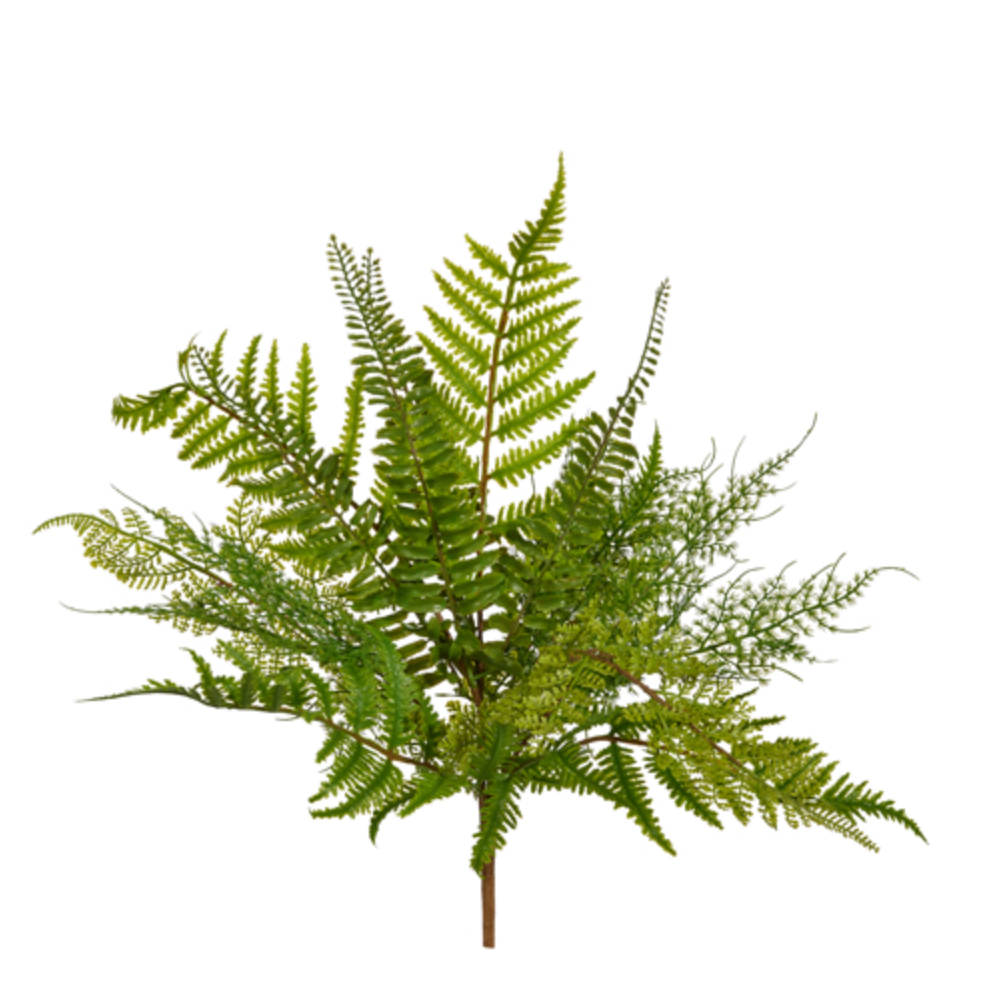 FERN BUSH