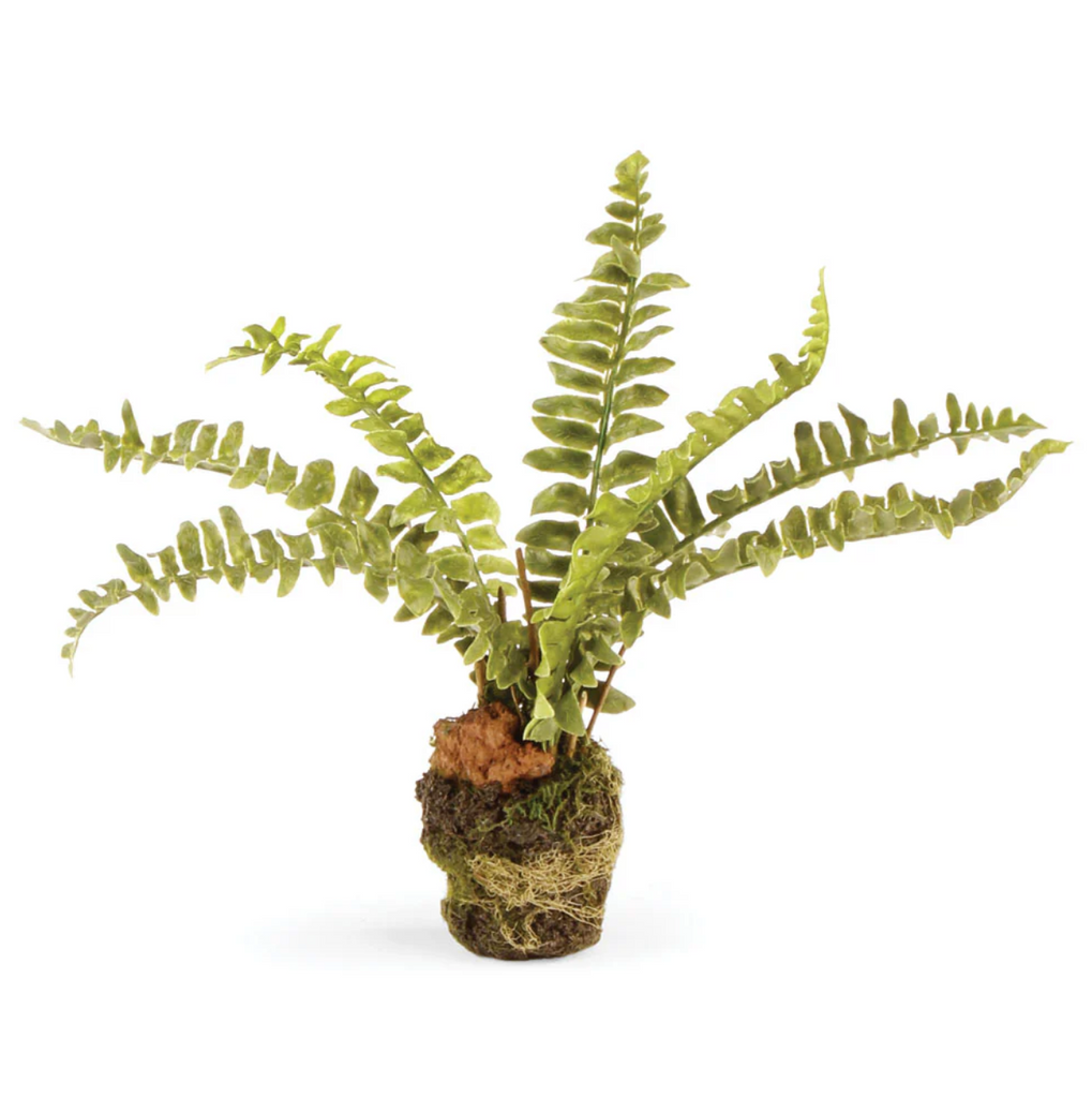 BOSTON FERN DROP IN 7.5"