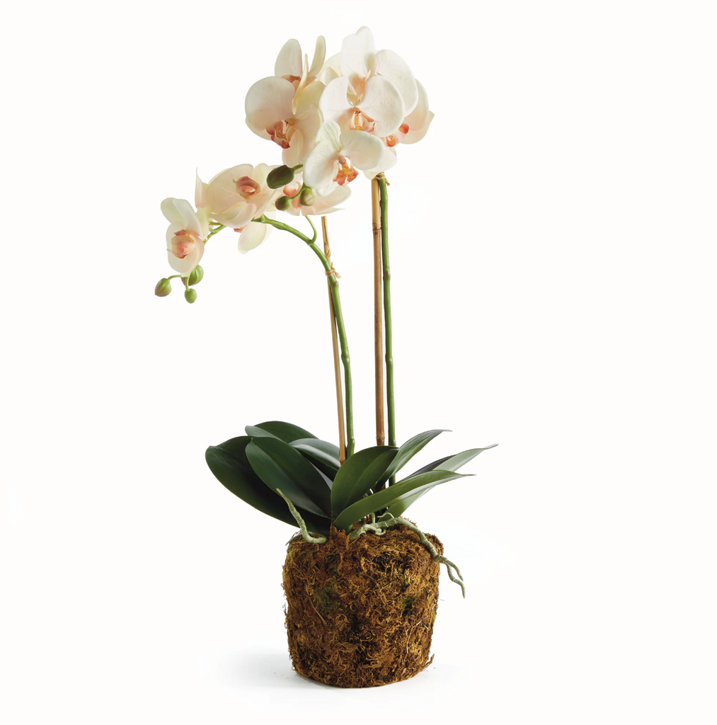 PHALAENOPSIS ORCHID DROP-IN 23" - IN STORE PICK UP ONLY