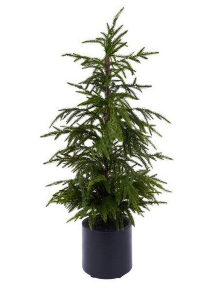 35.25" NORFOLK PINE TREE - IN STORE PICK UP ONLY