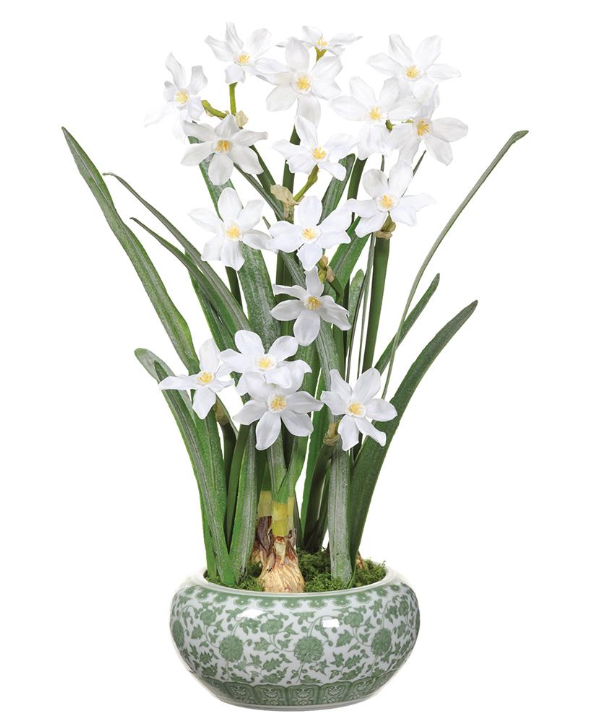22.5" PAPERWHITE IN CERAMIC VASE - IN STORE PICK UP ONLY