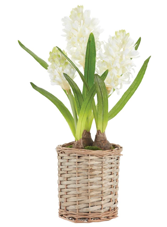 17.5" HYACINTH IN BASKET - IN STORE PICK UP ONLY