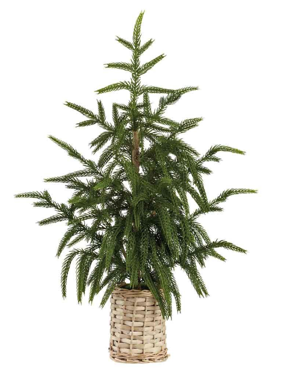 21" CYPRESS TREE IN BASKET - 3 SIZES - IN STORE PICK UP ONLY