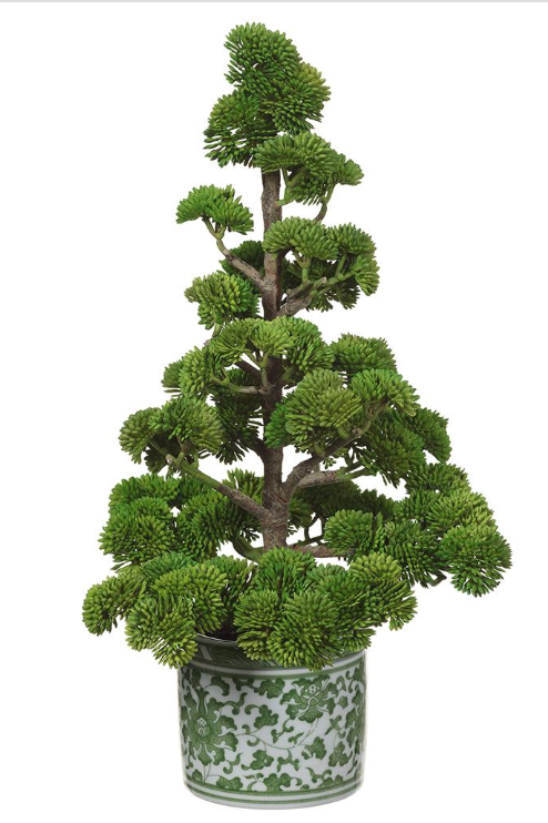 15" SEDUM PINE TREE IN CERAMIC VASE - IN STORE PICK UP ONLY