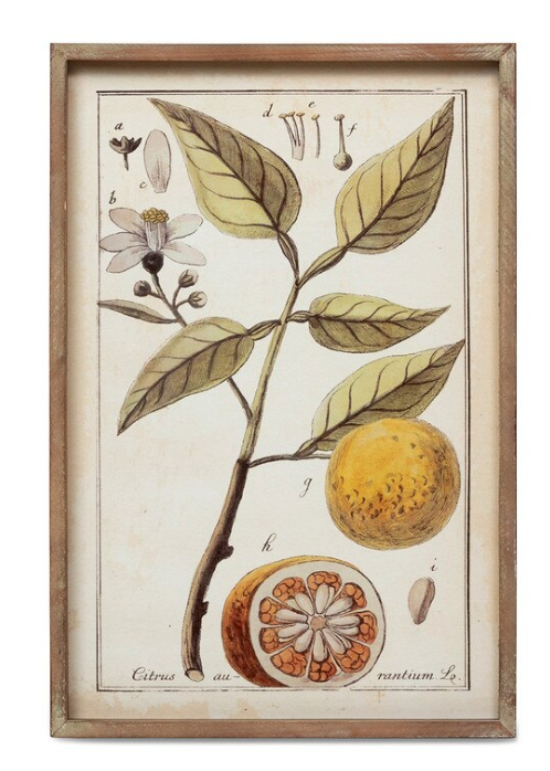 BOTANICAL STUDY CITRUS PRINTS - 2 STYLES - IN STORE PICK UP ONLY!