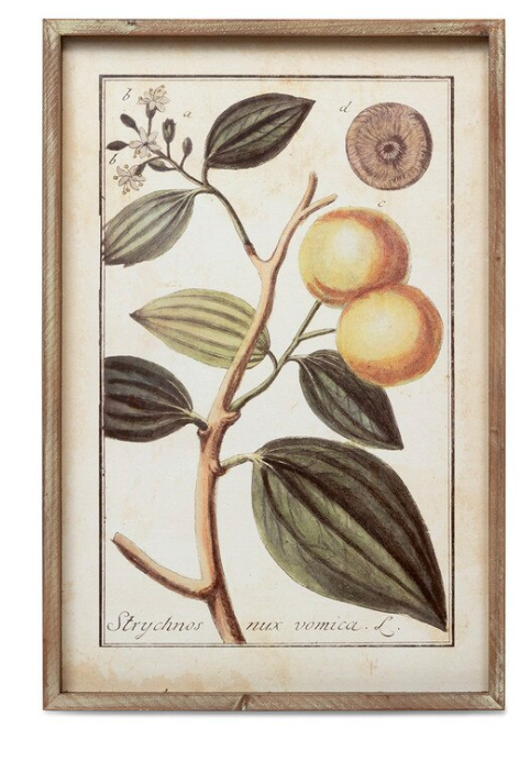 BOTANICAL STUDY CITRUS PRINTS - 2 STYLES - IN STORE PICK UP ONLY!