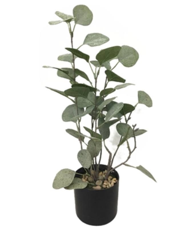 FAUX MONEY LEAF PLANT WITH POT- IN STORE PICK UP ONLY!
